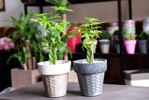  TRỒNG CÂY KIM NGÂN VỪA ĐẸP, VỪA ĐÓN VÀ GIỮ TÀI LỘC ĐẦY NHÀ