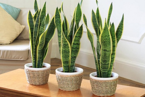 CÂY LƯỠI HỔ : LOẠI CÂY LỘC ĐỘC TỐ CỰC TỐT, ĐUỔI VẬN XUI, HÚT TÀ LỘC MÀ AI CŨNG MUỐN TRỒNG 