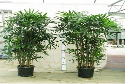  TRỒNG CÂY TÙNG BÁCH HỢP TRONG NHÀ MANG LẠI MAY MẮN